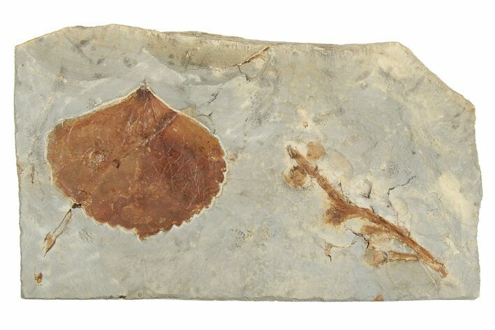 Fossil Leaf (Zizyphoides) - Montana #190443